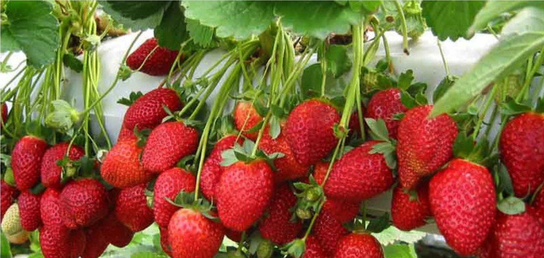 Strawberry Plant
